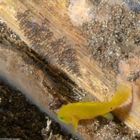 Lubricogobius exiguus (Ornate Goby)