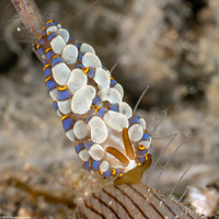 Trinchesia yamasui (Yamasu's Trinchesia)