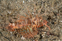 Parapterois heterura (Gurnard Lionfish)