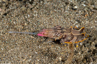 Metasepia pfefferi (Flamboyant Cuttlefish)