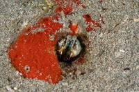 Haptosquilla stoliura (Blue Spot Mantis)