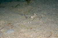 Thaumoctopus mimicus (Mimic Octopus)