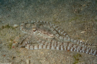 Thaumoctopus mimicus (Mimic Octopus)