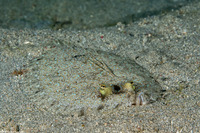 Bothus pantherinus (Panther Flounder)