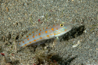 Valenciennea puellaris (Orange-Dashed Goby)
