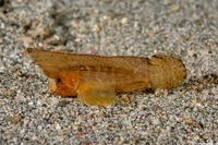 Ablabys macracanthus (Spiny Waspfish)