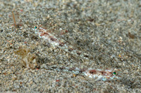 Arcygobius baliurus (Sand Goby)