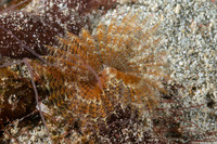 Sabellastarte sp.1 (Feather Duster Worm)