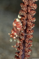 Dasycaris ceratops (Horned Sea Pen Shrimp)