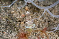 Ancylomenes magnificus (Magnificent Anemone Shrimp)