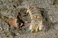 Odontodactylus latirostris (Pink-Eared Mantis)