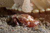 Lissocarcinus laevis (Harlequin Swimming Crab)
