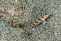Amblyeleotris diagonalis (Slantbar Shrimpgoby)