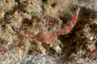 Galathea subsquamata (Scaly Squat Lobster)