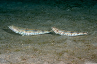 Synodus dermatogenys (Clearfin Lizardfish)