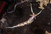 Caloria indica (Indian Caloria)