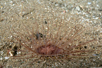 Cerianthus sp.4 (Cerianthus sp.4)