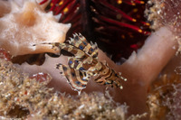 Dendrochirus brachypterus (Shortfin Lionfish)