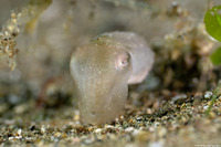 Sepia latimanus (Broadclub Cuttlefish)