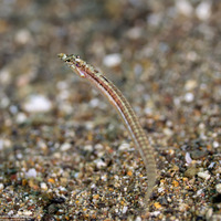 Trichonotus elegans (Threadfin Sand Diver)
