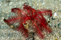 Oligometra carpenteri (Carpenter's Feather Star)