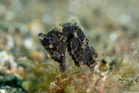 Hippocampus kuda (Common Seahorse)