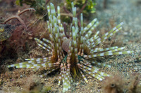 Echinothrix calamaris (Double-Spined Urchin)