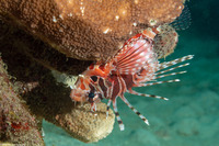 Dendrochirus zebra (Zebra Lionfish)