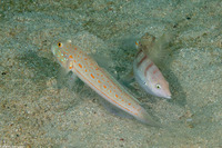 Valenciennea puellaris (Orange-Dashed Goby)