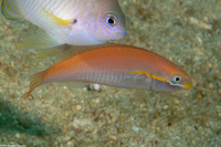 Stethojulis interrupta (Cutribbon Wrasse)