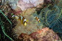 Entacmaea quadricolor (Bubble-Tip Anemone)