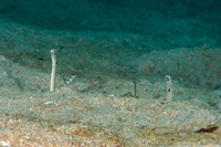 Heteroconger hassi (Spotted Garden Eel)