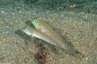 Valenciennea puellaris (Orange-Dashed Goby)