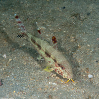 Upeneus tragula (Freckled Goatfish)