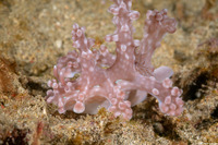 Miamira alleni (Allen's Ceratosoma)