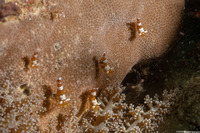 Thor amboinensis (Squat Shrimp)