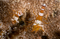 Thor amboinensis (Squat Shrimp)