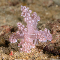 Miamira alleni (Allen's Ceratosoma)