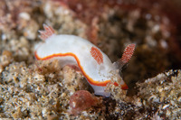 Goniobranchus verrieri (Two-Band Chromodoris)