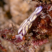 Thuridilla albopustulosa (White-Bump Sapsucking Slug)
