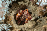 Lysiosquilloides mapia (Golden Mantis)