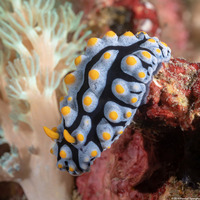 Phyllidia varicosa (Varicose Phyllidia)