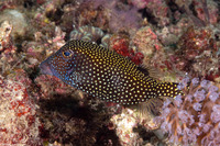 Ostracion meleagris (Spotted Boxfish)