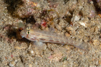 Gnatholepis anjerensis (Eyebar Goby)