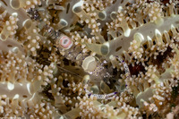 Ancylomenes venustus (Graceful Anemone Shrimp)