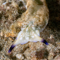 Plakobranchus sp.1 (Plakobranchus sp.1)