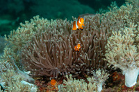 Heteractis magnifica (Magnificent Sea Anemone)