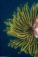 Anneissia bennetti (Bennett's Feather Star)