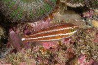 Chlorurus spilurus (Bullethead Parrotfish)