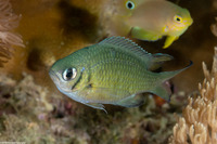 Chromis weberi (Weber's Chromis)